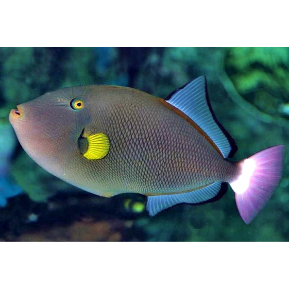 Pinktail Triggerfish (Melichthys Vidua) Shop Fishfor $73.00 